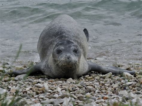 Mediterranean Monk Seal - Facts, Diet, Habitat & Pictures on Animalia.bio