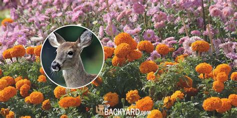 Do Deer Eat Marigolds? + (8 Deer-Resistant Plants)