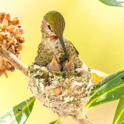 The Hummingbird Project - AlexisCoram | Hummingbird nests, Nature animals, Birds