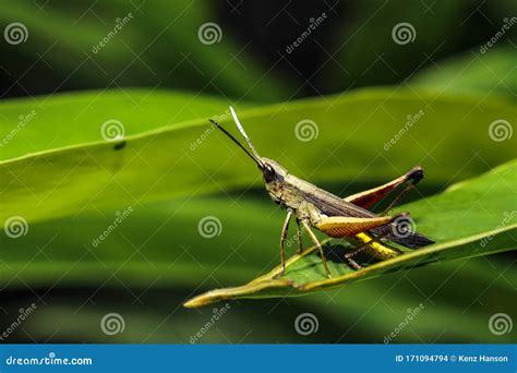 Belalang Padi Di Atas Daun. Serangga Pemakan Daun Hijau Stock Photo ...