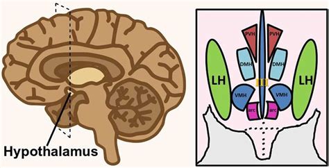 Lateral hypothalamus, anatomy & functions