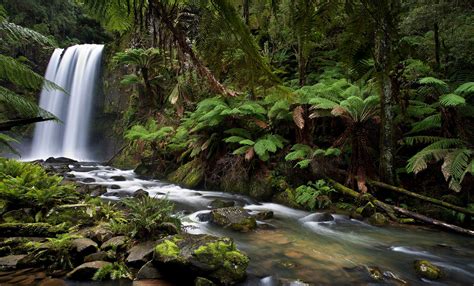 My favourite part of Victoria, the Otway Ranges, it's wonderful waterfalls and rainforest, the ...