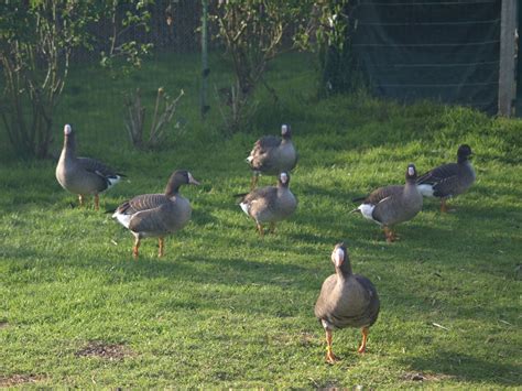 Canards d'ornement (Manche): Photos des canards