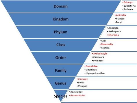 Created by James McCabe | Taxonomy biology, Biology, Taxonomy