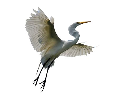Flying Heron Transparent | PNG All
