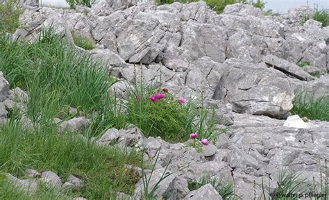 Nature photos from an Amateur Naturalist: Livno, Bosnia and Herzegovina (Livno, Bosnien und ...