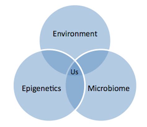 Altering genes: How epigenetics, our gut microbiome and the environment ...