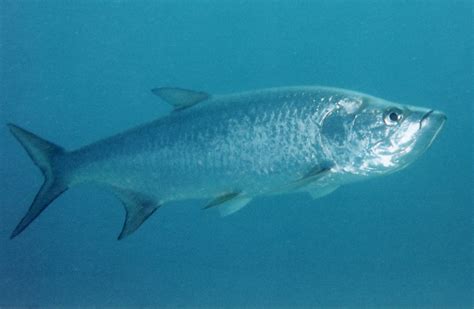 How to care for Tarpon | MonsterFishKeepers.com