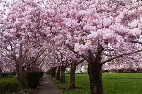 Cherry Blossom Trees Royalty Free Photo