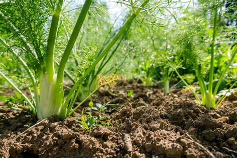 Fennel is Not Such a ‘Friendly Plant’ - Food Gardening Network