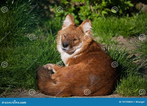 Ussuri Dhole (Cuon Alpinus Alpinus). Stock Photo - Image of animals, endangered: 70739804