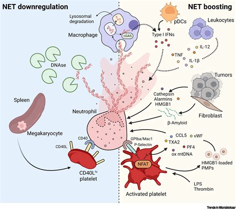 Neutrophil intrinsic and extrinsic regulation of NETosis in health and ...