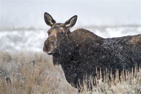 Alert Cow Moose in Snow Photograph by Mike Cavaroc - Fine Art America