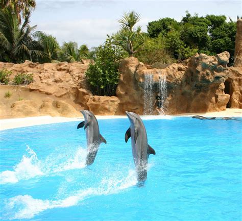 Dolphin Information & Facts About Dolphins For Kids