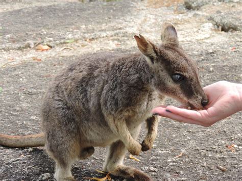 Atherton Tablelands Wildlife - things to do in Cairns - CairnsAustralia.com