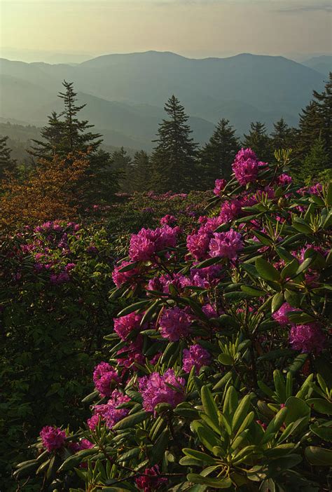 Rhododendron On Roan Mountain Photograph by Jerry Whaley - Fine Art America