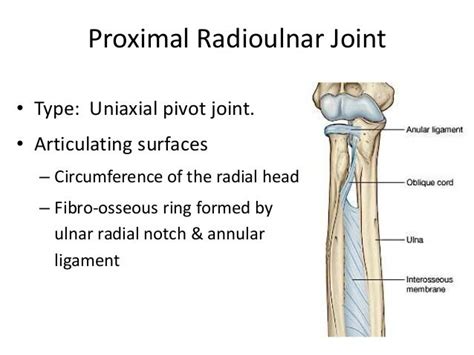 Proximal Radioulnar Joint Ligaments