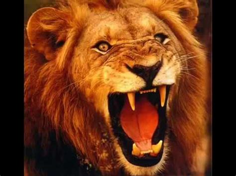 Roar sound effect (Lion) - YouTube