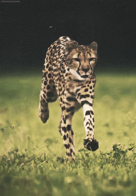 Leopard Running Speed