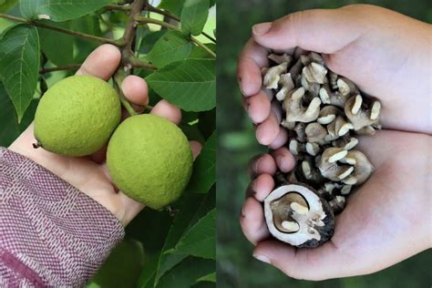 Foraging Black Walnuts (Juglans nigra)