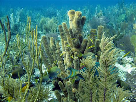 Beautiful Depths of the Sea – What Do the Bahamas Coral Reef Maps Truly ...