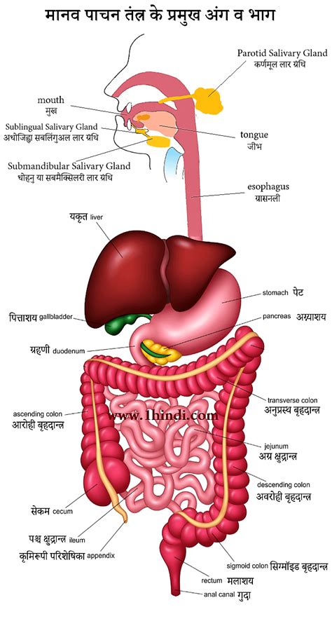 Picture Of Major Organs Of The Body ~ What Are The Organ Systems Of The Human Body? | Bodewasude