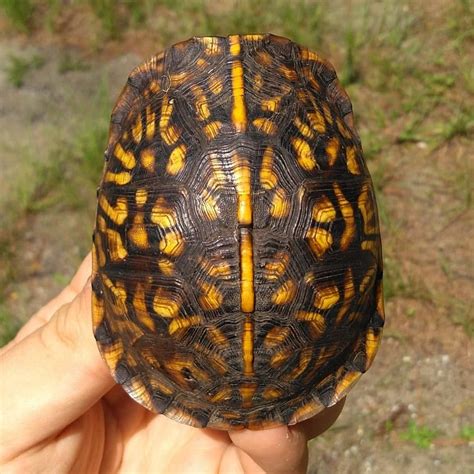 Eastern box turtles are one of the most commonly seen turtles