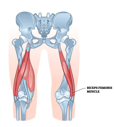 Biceps Femoris: 5 Exercises and 3 Stretches - Inspire US