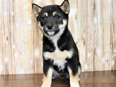 Shiba Inu-DOG-Female-Tri-Color-3039515-Pets N Pals Staunton, VA