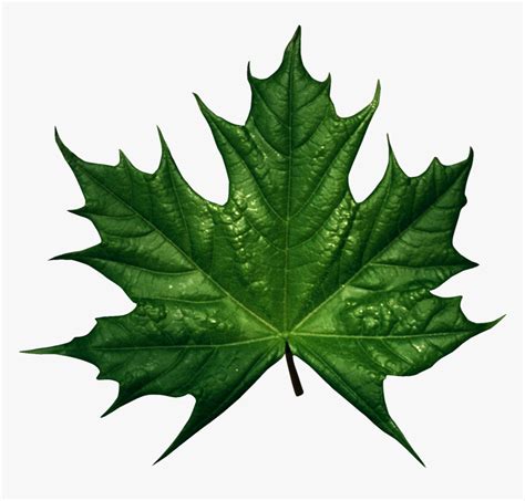 Green Leaf Png - Maple Leaf Vector Green, Transparent Png - kindpng