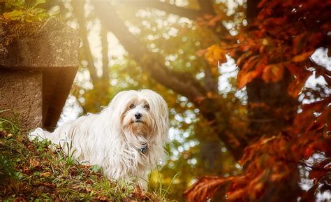 Autumn, look, each, dog, HD wallpaper | Wallpaperbetter