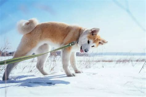 89+ Akita Names (BEST Picks For 2024!) - Blog Of Tom