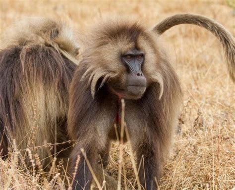 Gelada | African Wildlife Foundation