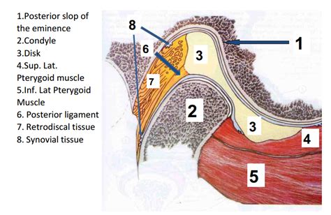 L1 Fundamentals of Occlusion Diagram | Quizlet