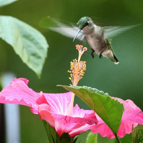 8 Flowers That Attract Hummingbirds | The Family Handyman