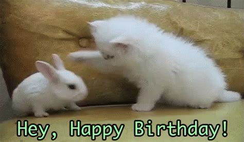 Top 187 + Birthday animal gif - Lifewithvernonhoward.com