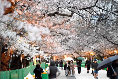 It's Finally Here: Tokyo Declares Full Bloom For Cherry Blossom Season ...