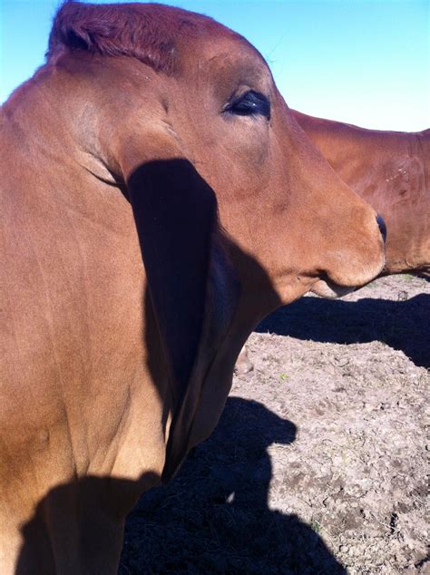 Pin by Jeremy Moore on Brahmans | Cattle, Show cows, Animals