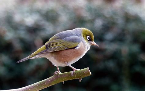 Close-up photography white and green bird on tree branch, silvereye HD ...