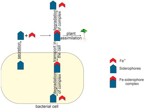 Plants | Free Full-Text | Bacterial Siderophores: Classification ...