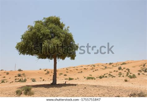 251 Ghaf Tree Plant Images, Stock Photos & Vectors | Shutterstock