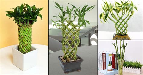 12 Famous Lucky Bamboo Styles & Varieties You Should Know