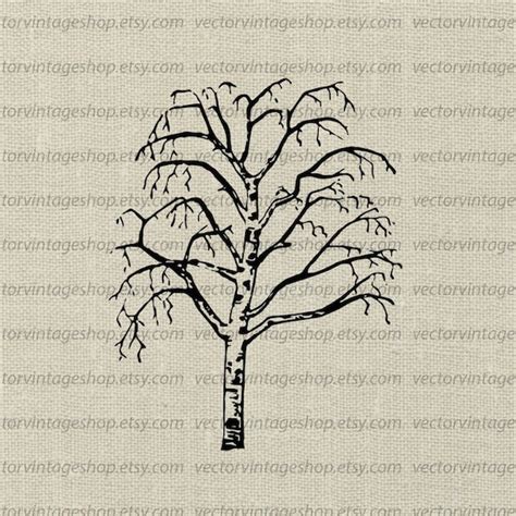 BIRCH TREE SVG File Vintage Vector Illustration Leafless | Etsy