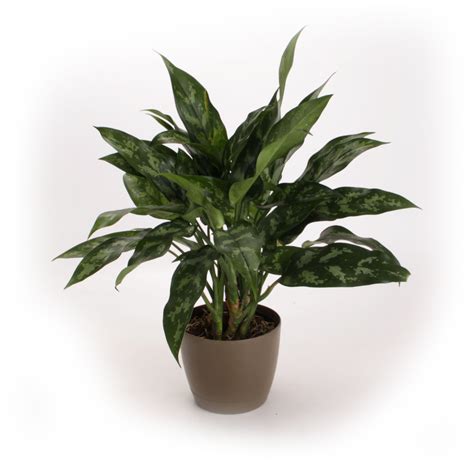 Go Back to School with Indoor Plant Tips from Costa Farms