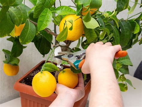 11 Tips for Growing Fruit Trees in Pots