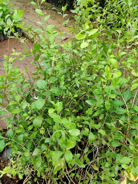 Buy Lawsonia inermis, mailanchi, henna plant, egyptian privet, Mehendi, மருதாணி-live plant ...