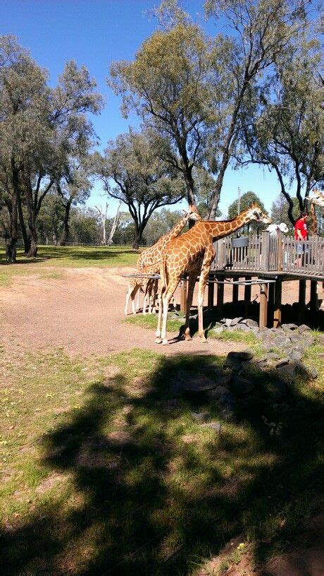 Dubbo zoo | Beautiful places, Places, Australia