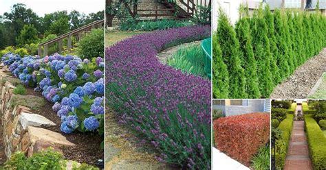 48 Best Plants for Hedging | Beautiful Hedge Plants | Balcony Garden Web