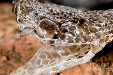 Western Diamondback Snake Skin Photograph by Gregory G. Dimijian, M.D. - Fine Art America