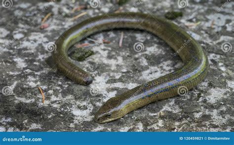 Legless Lizard in Natural Habitat. Male Stock Image - Image of brown, life: 120459821